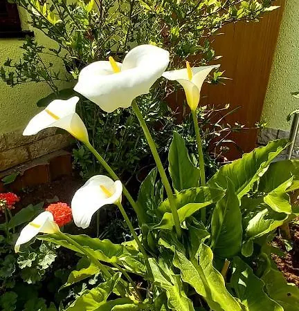 Casa vacanze Matosevic Medolino